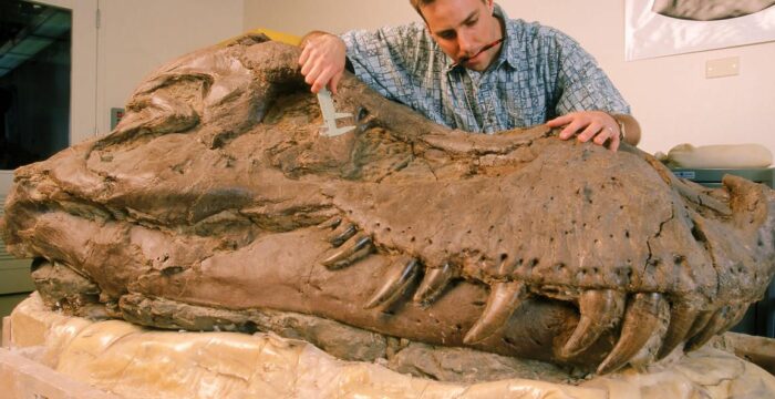 Ископаемый череп тираннозавра